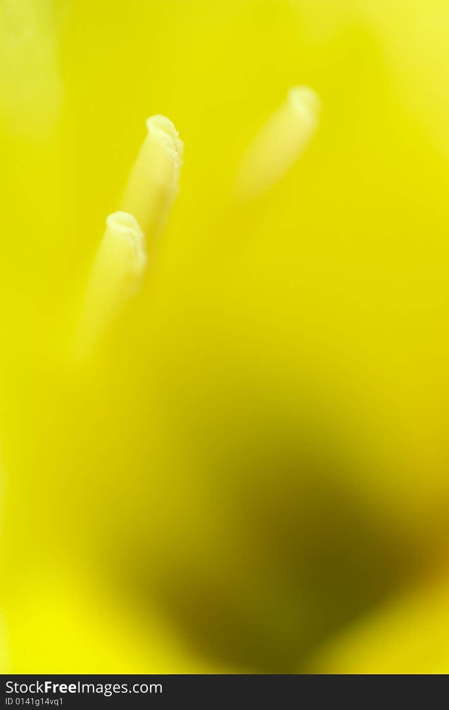 A flower's anthers in a macro shot. A flower's anthers in a macro shot.