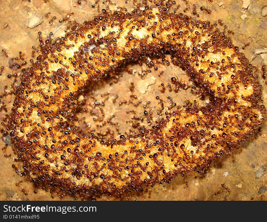 Ants devouring a onion ring that was on the ground. Ants devouring a onion ring that was on the ground.