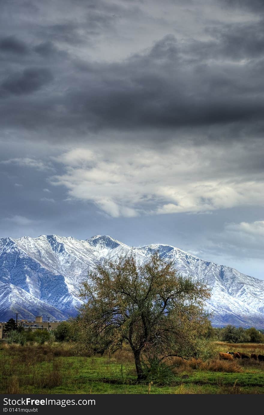 Lonely tree with stormy clouds and mountain in background.