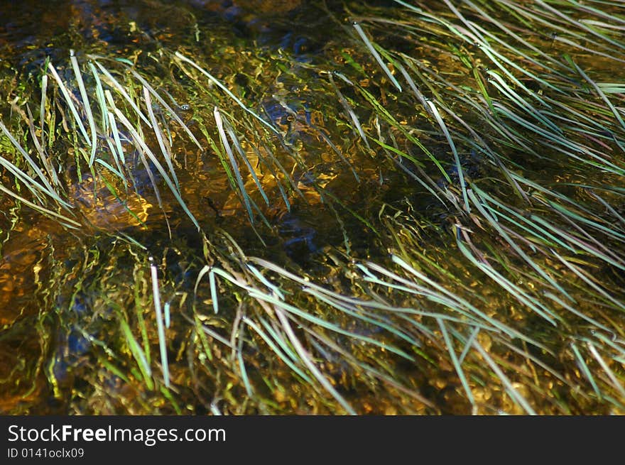 Grass in water