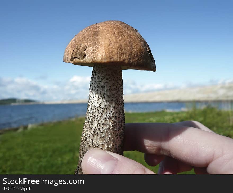 A closeup photo of mushroom with orange cap. A closeup photo of mushroom with orange cap