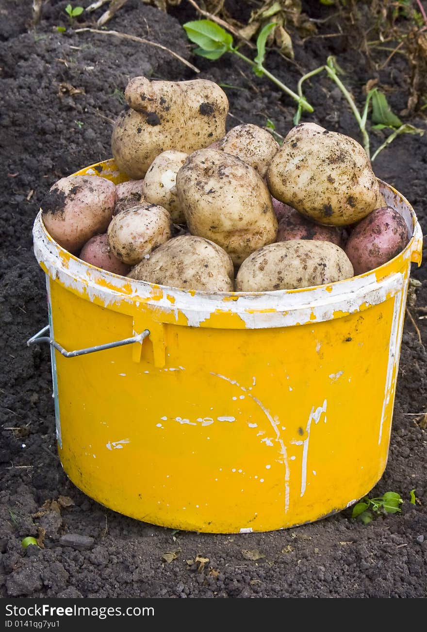 A Potato Bucket