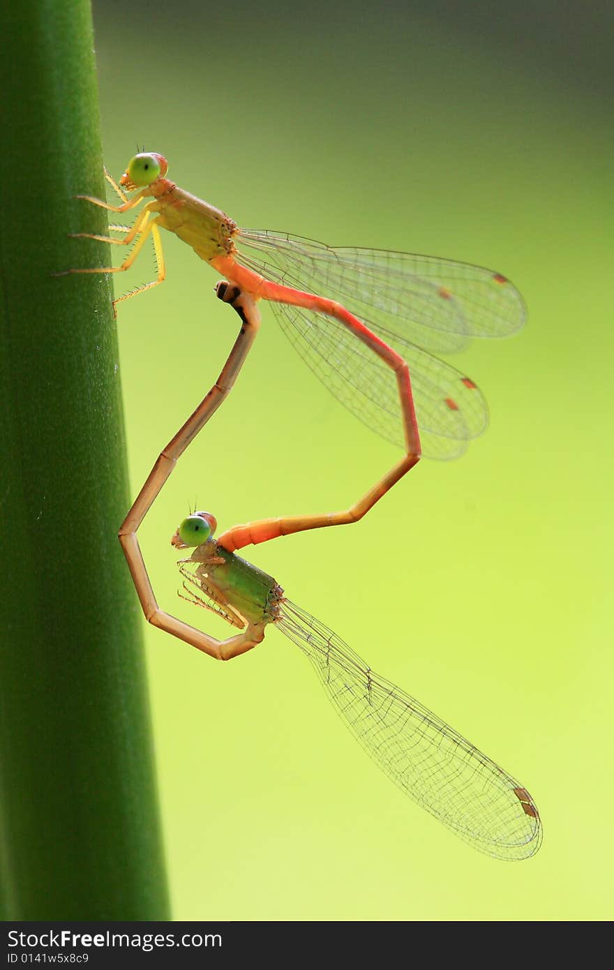 Colourful copulating damselflies in sun light