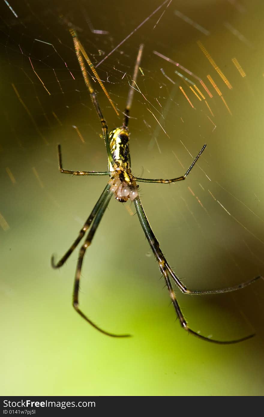 Spider and web in sun light