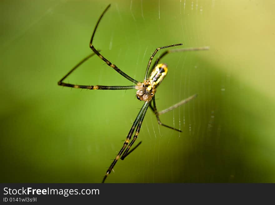 Spider and web in sun light