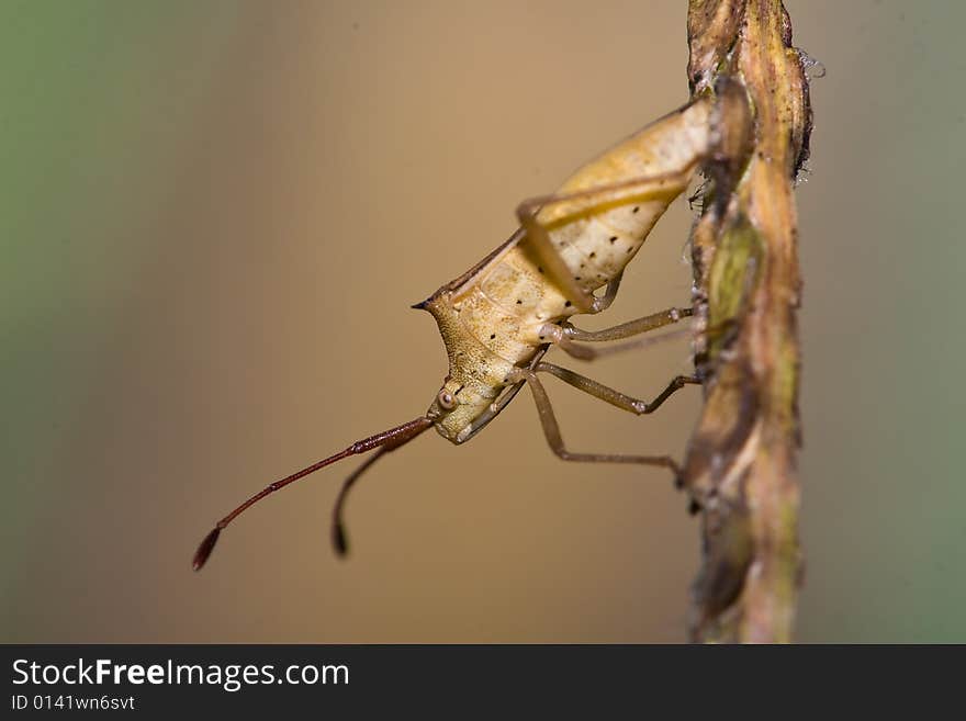 A bug in sun light. A bug in sun light