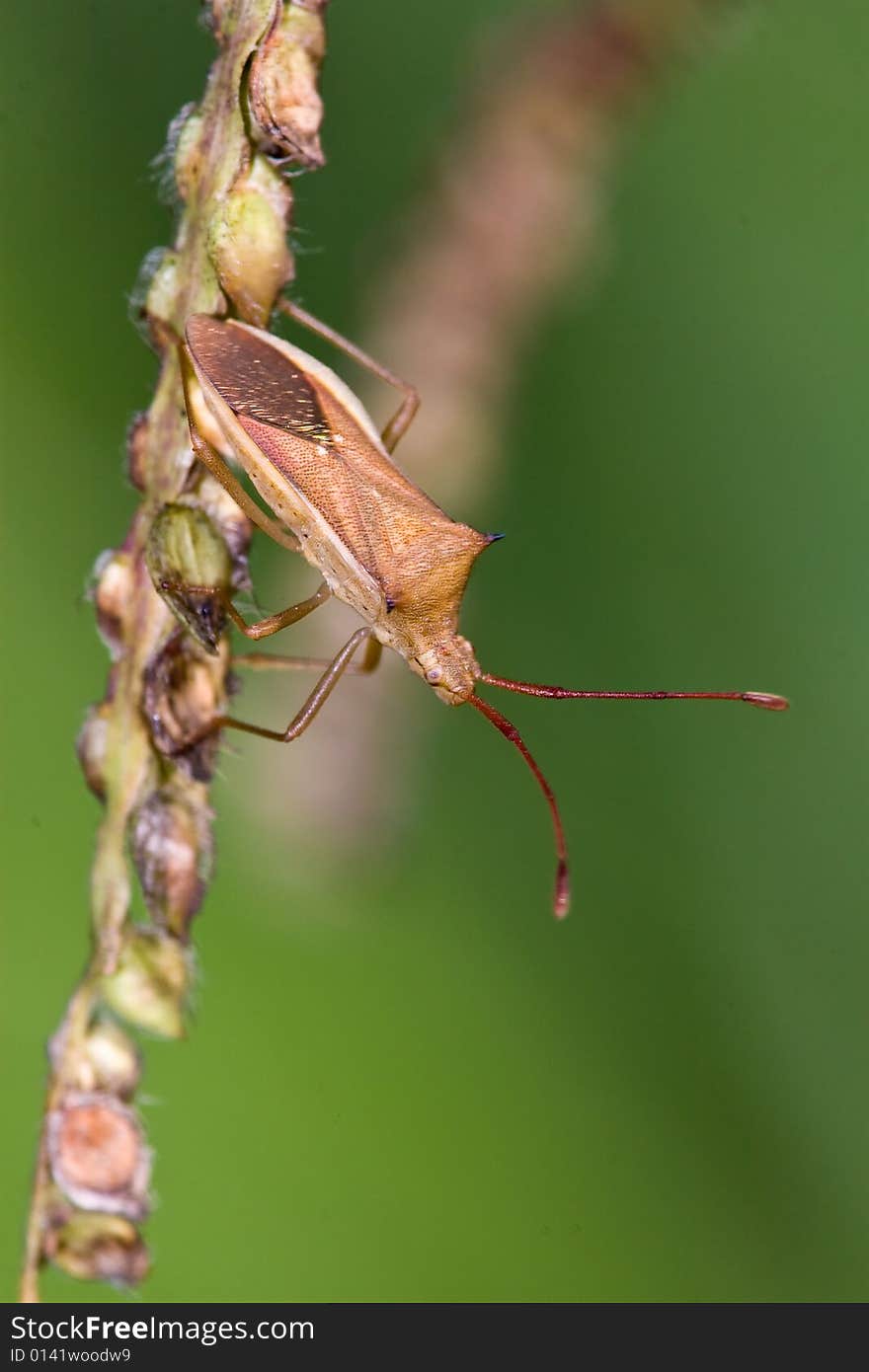 A bug in sun light. A bug in sun light