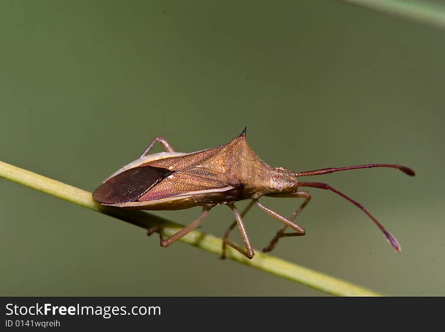 A bug in sun light. A bug in sun light