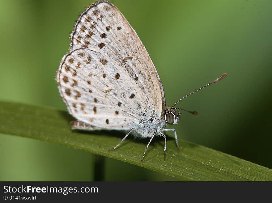 A colorful Butterfly stays at a leaf.