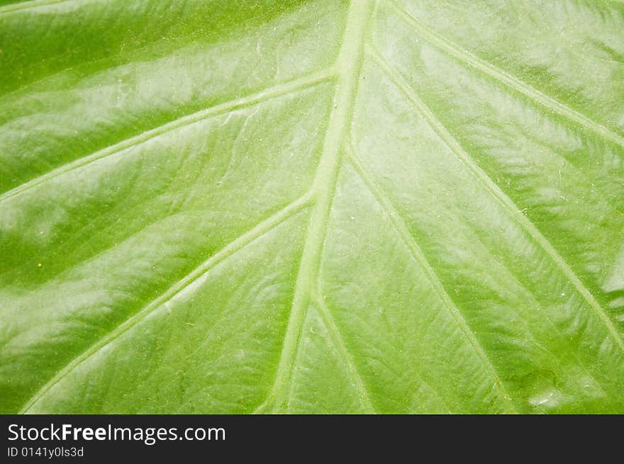 Big green leaf texture can be used as background