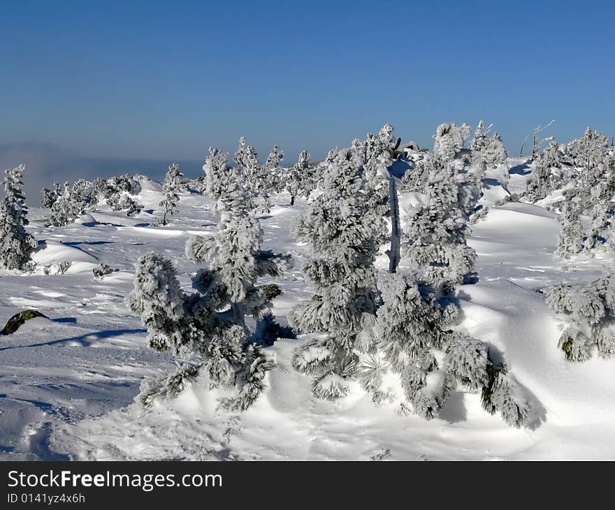 Hoarfrost on trees.