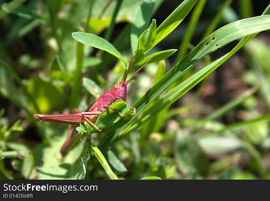 Red grasshopper on the green grass. Russia Ural. Red grasshopper on the green grass. Russia Ural.