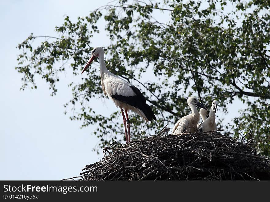 Storks-nest