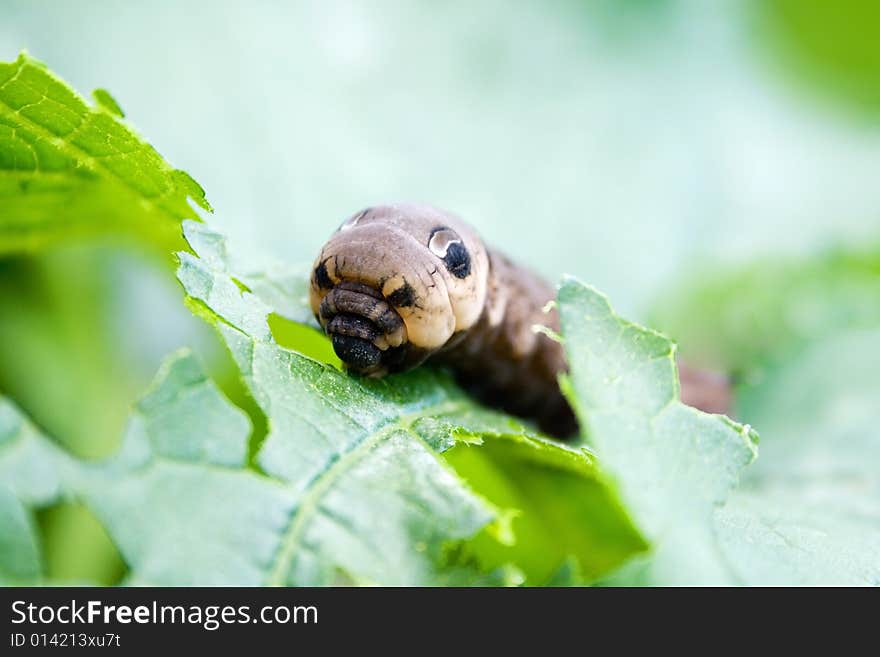 Caterpillar of butterfly