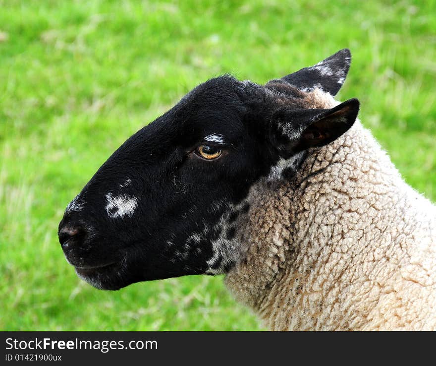 Sheep in the countryside