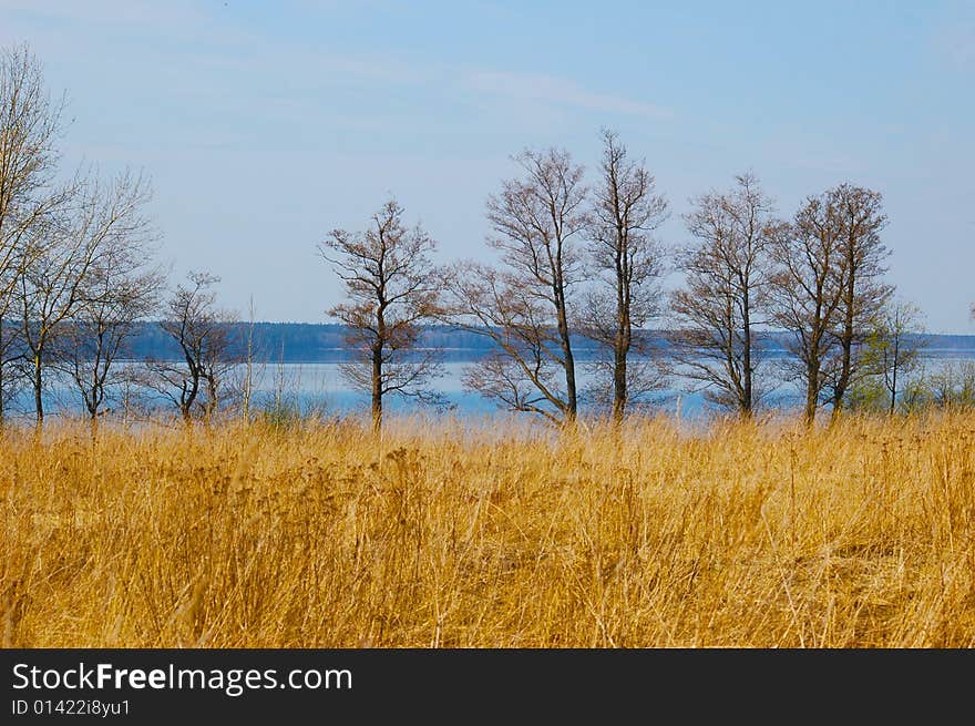 Field With A Yellow  Grass