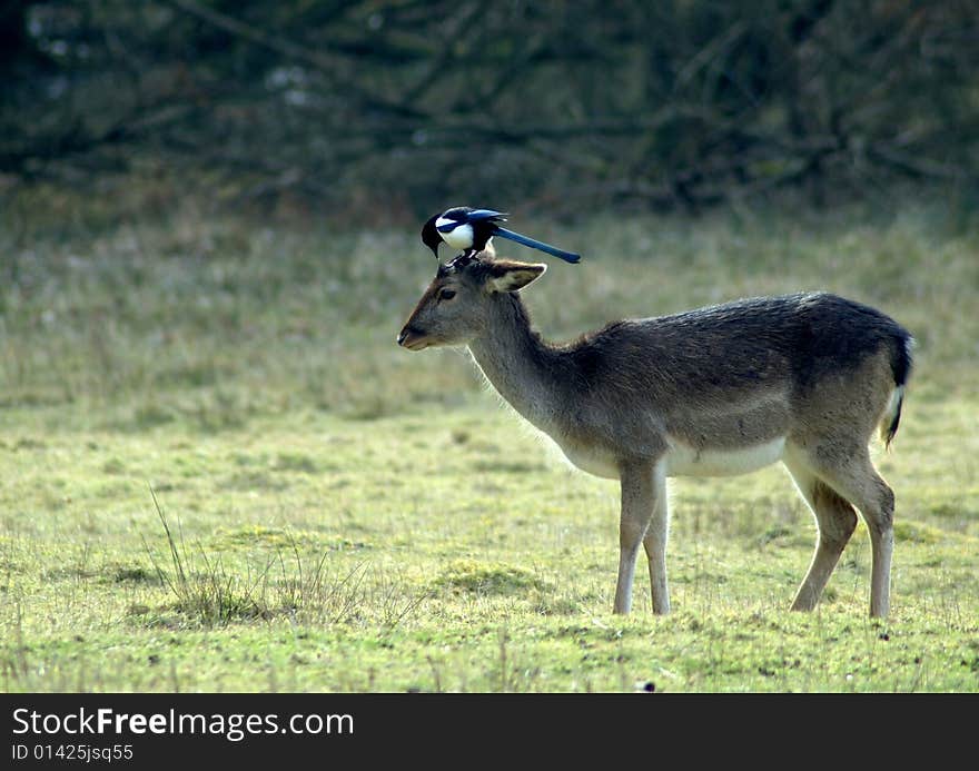 Magpie resting on top of a fallow deer's head. Magpie resting on top of a fallow deer's head