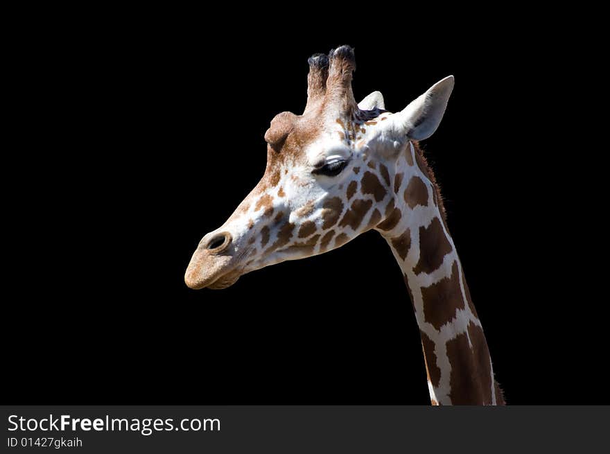 Giraffe's head isolated on black background