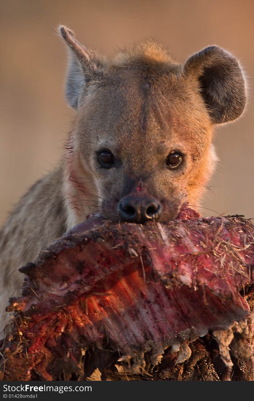 Spotted Hyena in dirt road with bushbuck carsass in portrait closeup. Spotted Hyena in dirt road with bushbuck carsass in portrait closeup