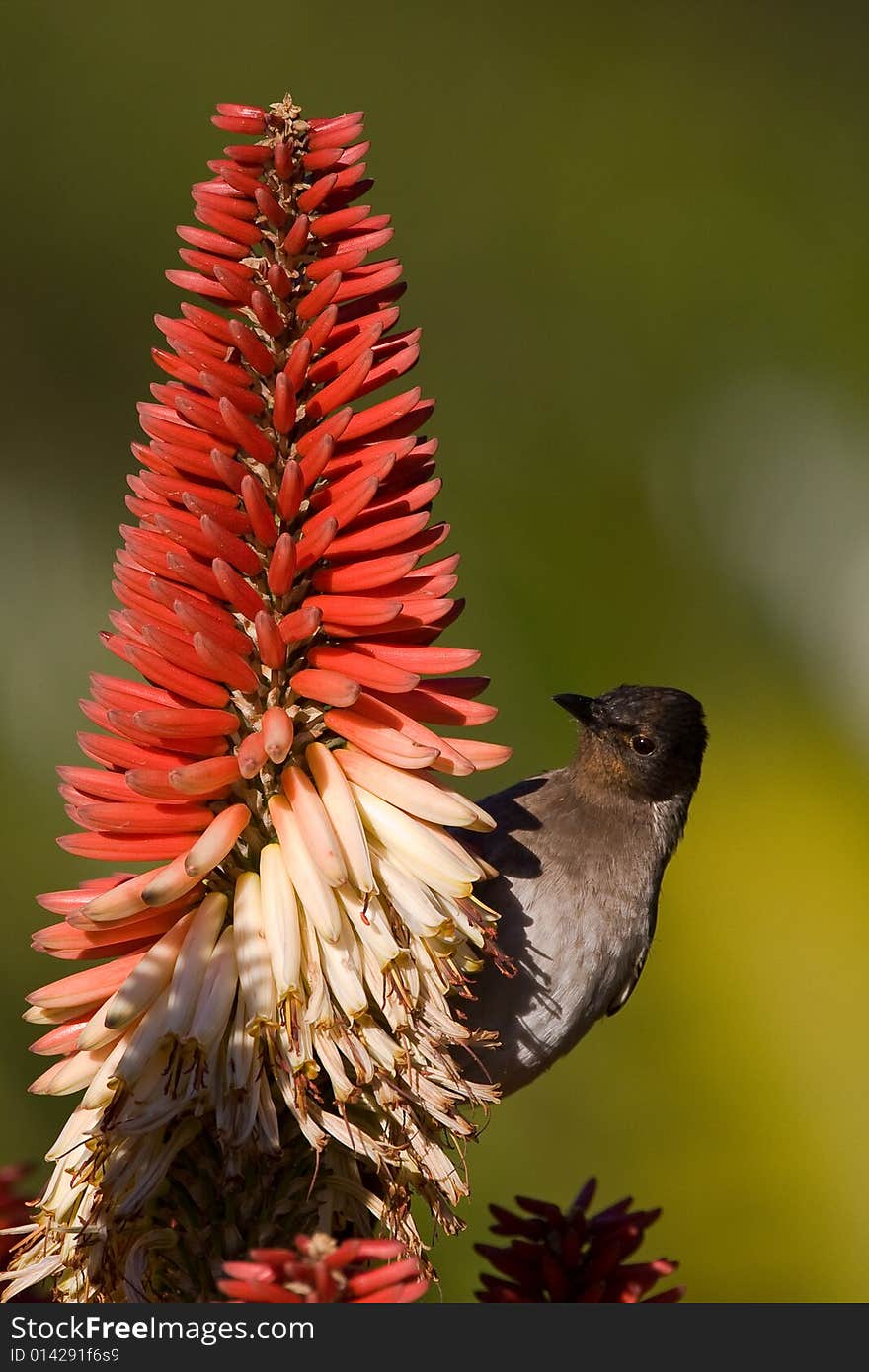 Black Eyed Terrestrial Brownbul on red and cream Aloe with smooth green background