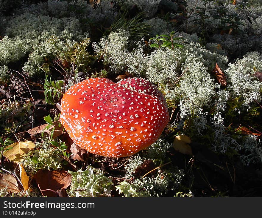 Red fly agaric close-up shot. Red fly agaric close-up shot