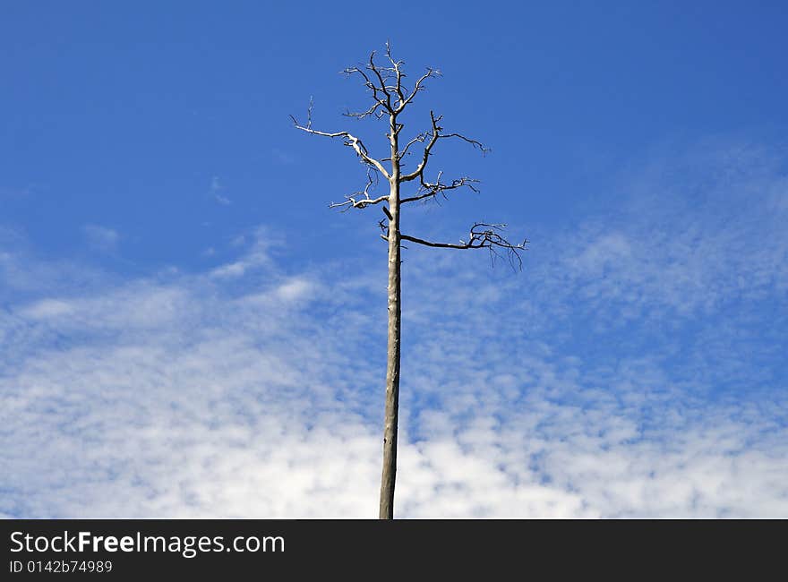 North landscape: lonely tree on background of infinite azure sky. North landscape: lonely tree on background of infinite azure sky