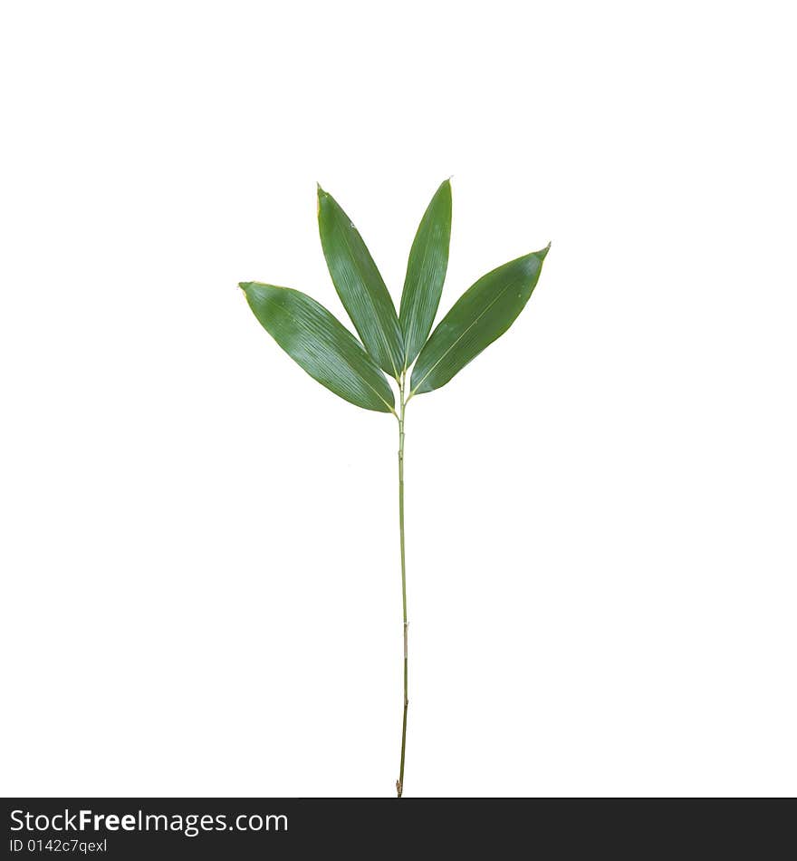 Bamboo stock with four leaves