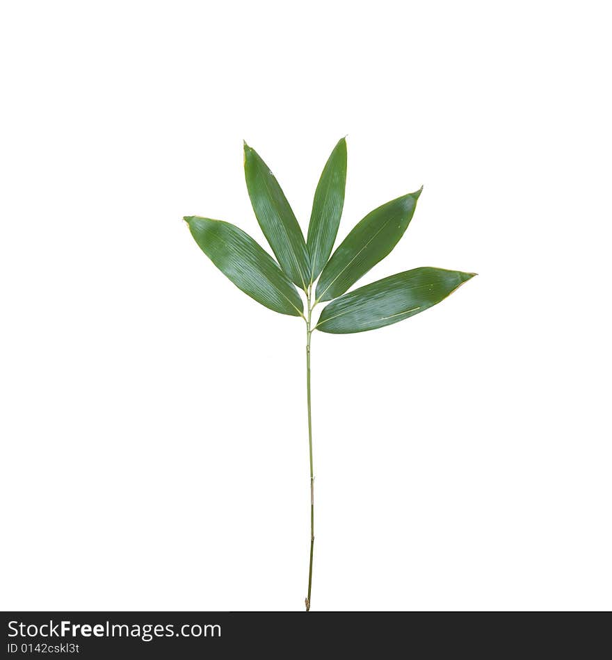 Bamboo stock with five leaves