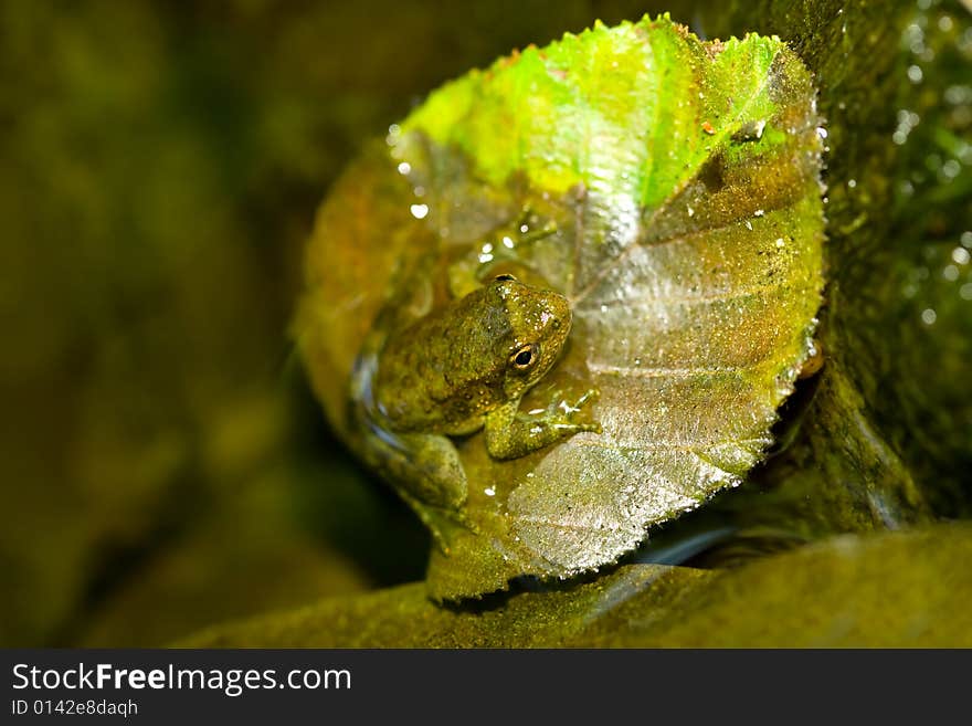 Tiny Frog on Leaf