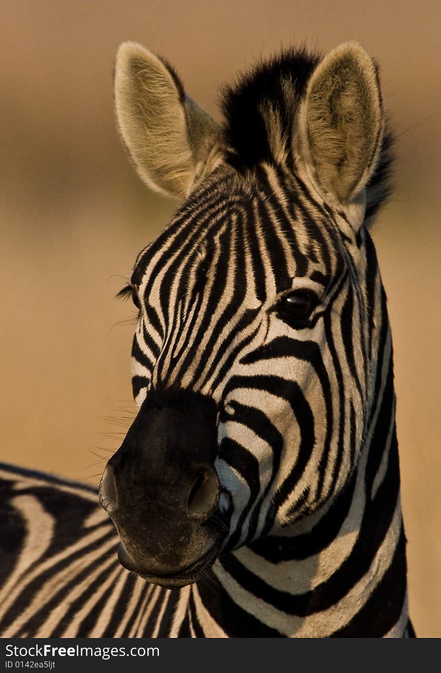 Burchells Zebra looking into camera at attention. Burchells Zebra looking into camera at attention