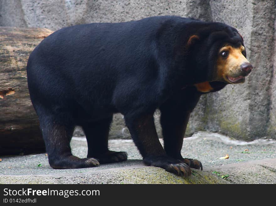 Andean bear in the zoo in Frankfurt, Germany.