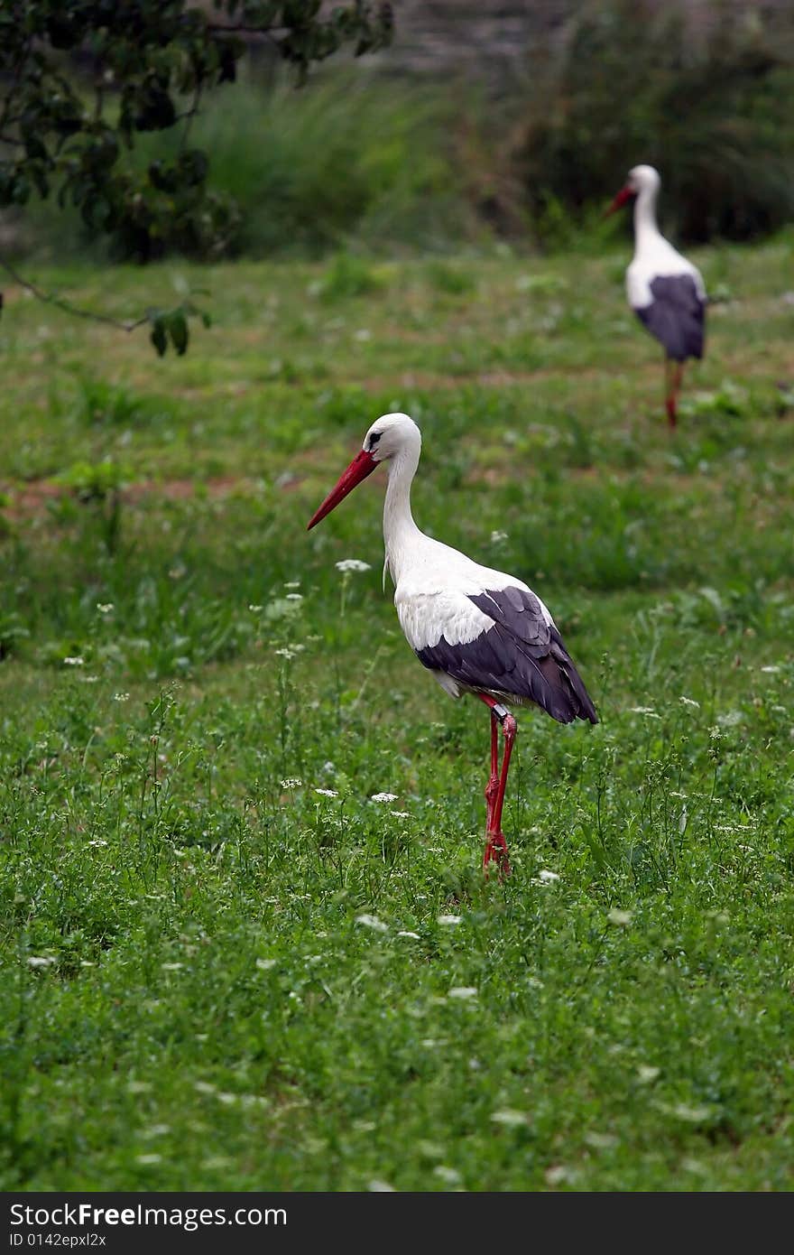 Stork