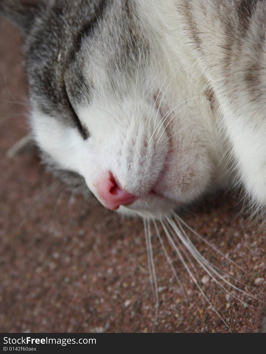 Macro of a cat's face. Macro of a cat's face.