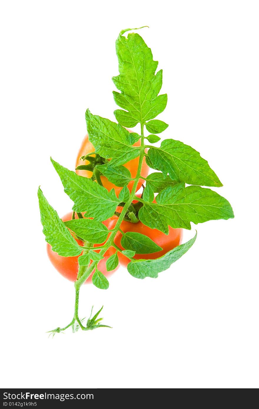 Tomato and green brunch on a white background