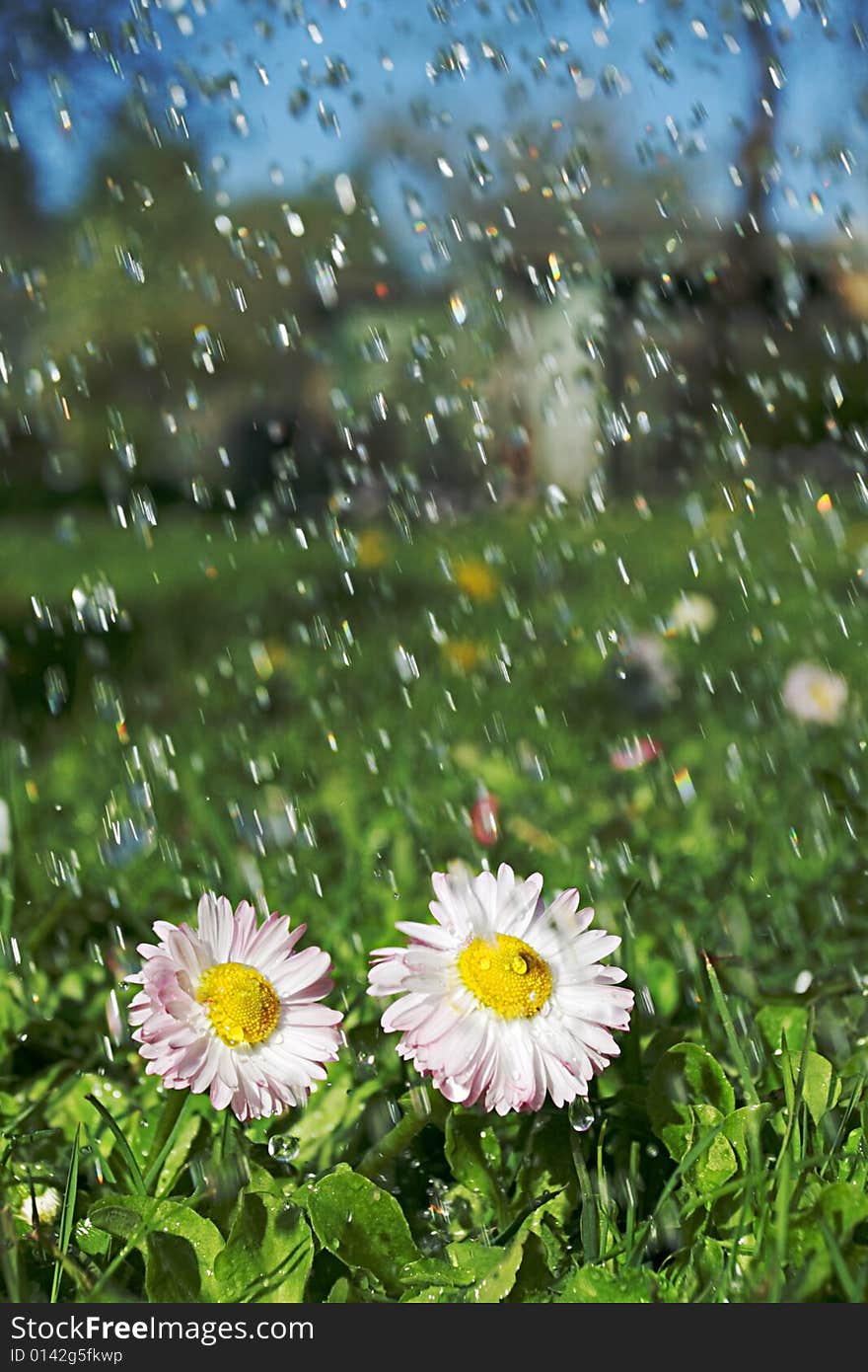 Two daisies