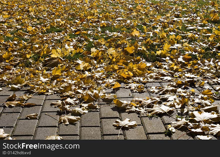 Brick Path and Grass covered by the golden-yellow leaves maple leaves. sun shining through the leaves. Autumn. Brick Path and Grass covered by the golden-yellow leaves maple leaves. sun shining through the leaves. Autumn.