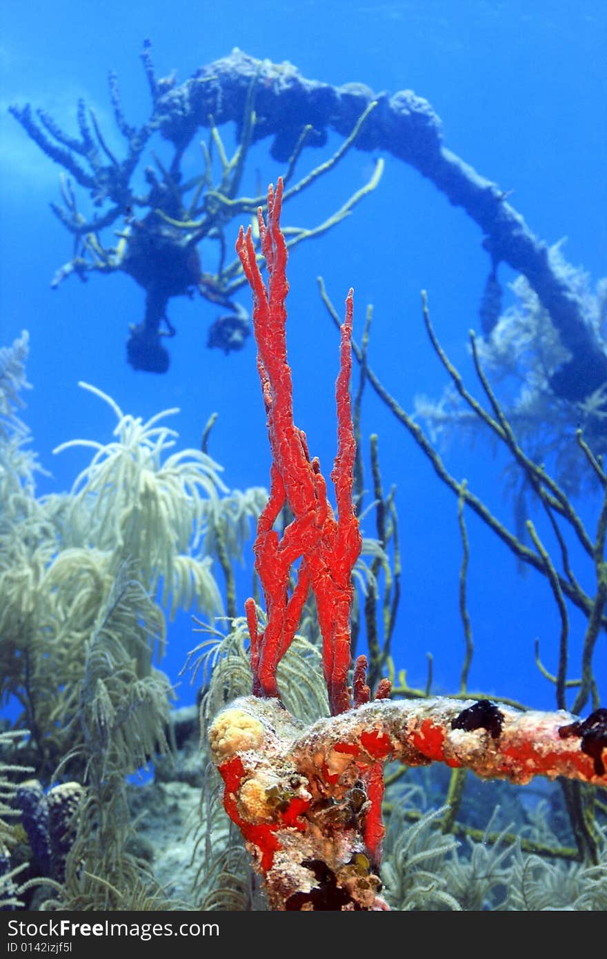 Underwater Ship Wreck