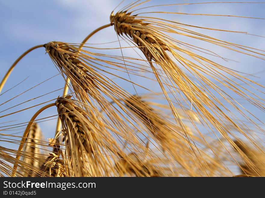 Ear of barley