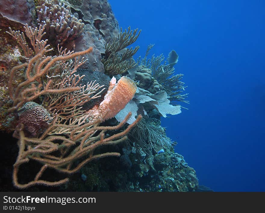 Vase sponge on coral covered wall. Vase sponge on coral covered wall