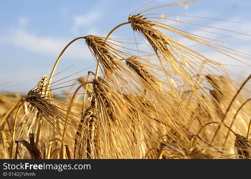 Ear of barley on field wanted barley field