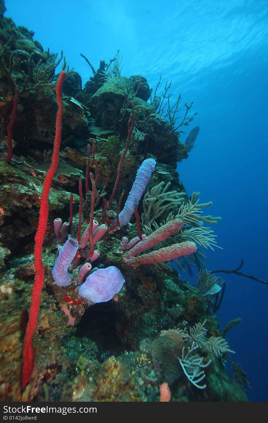 Vase sponge on coral covered wall. Vase sponge on coral covered wall