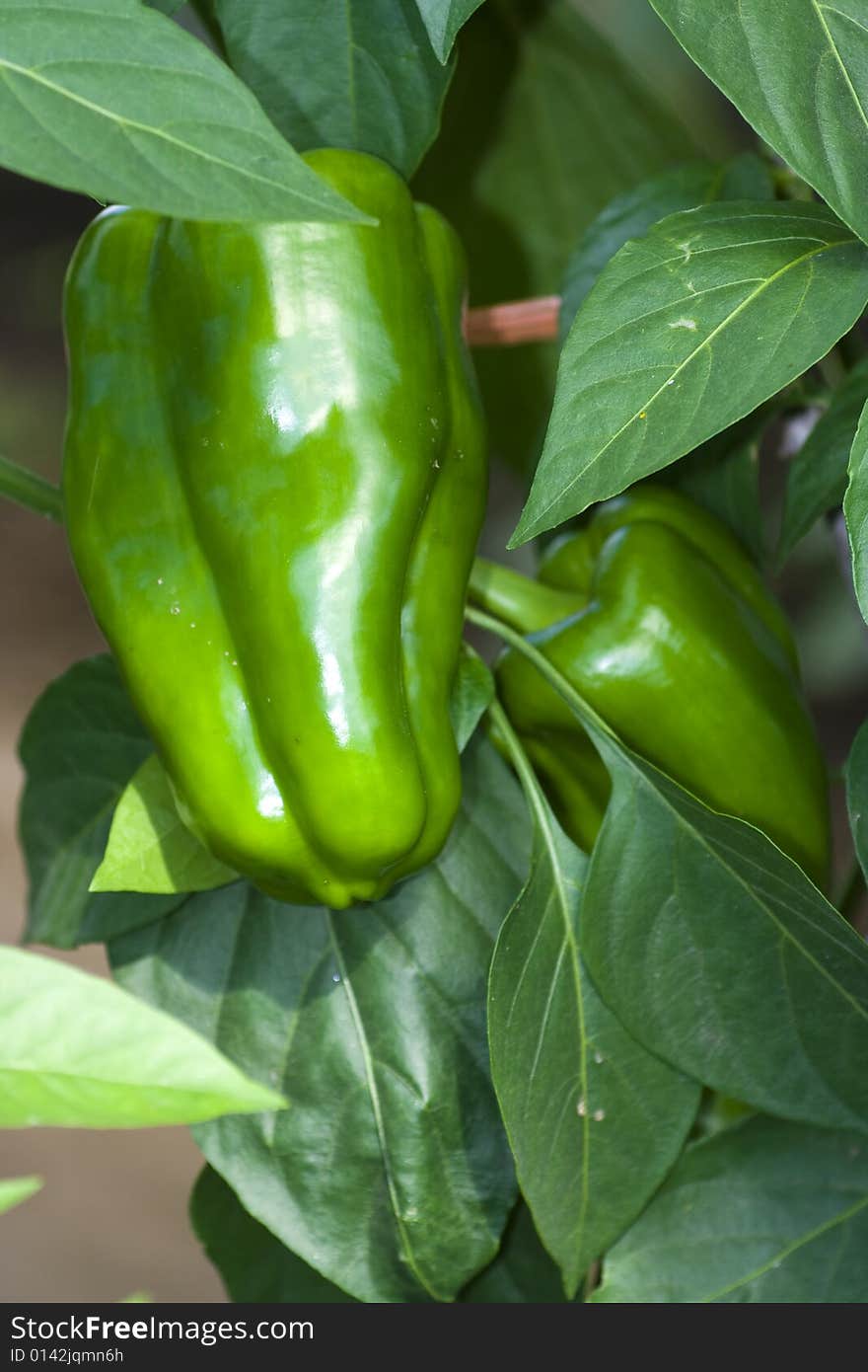 Green peppers grown at home following ecological way