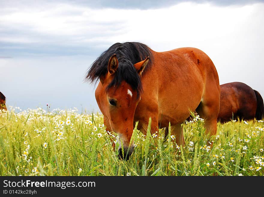 Horse on chews a grass a meadow and missed