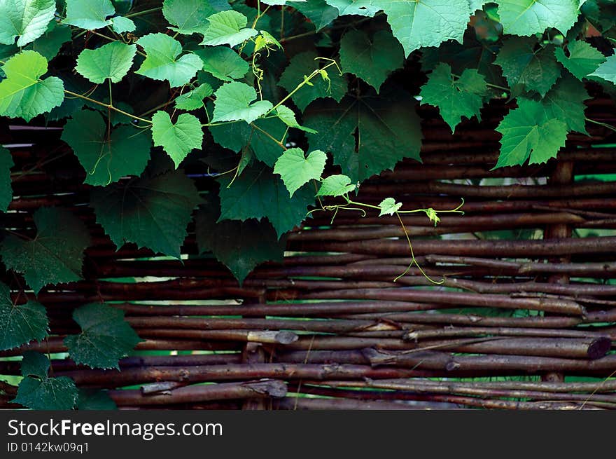 Branches of grapes on the woven fence. Branches of grapes on the woven fence