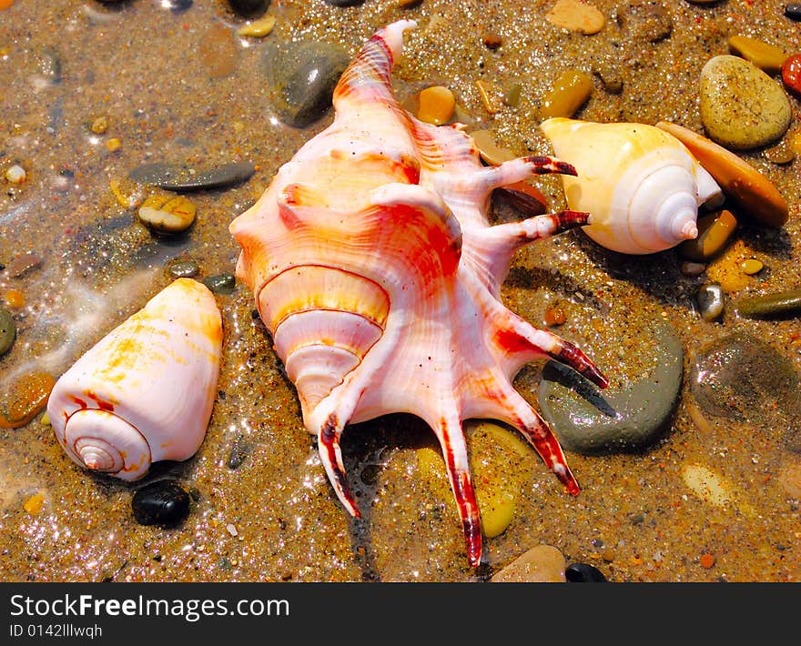 Closeup of colored sea shells over wet sand