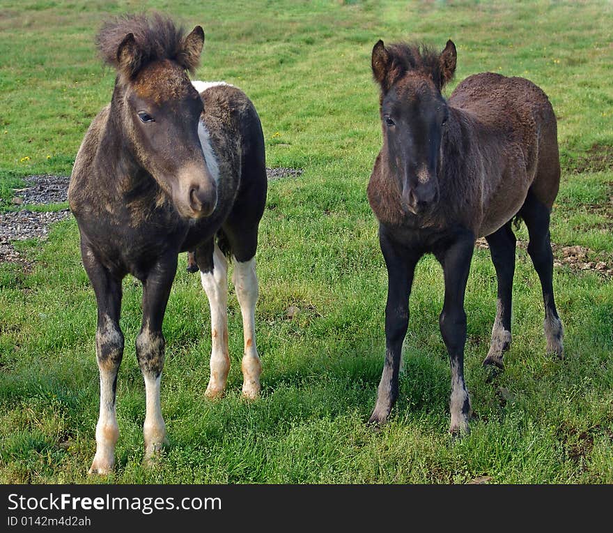 Foals 09