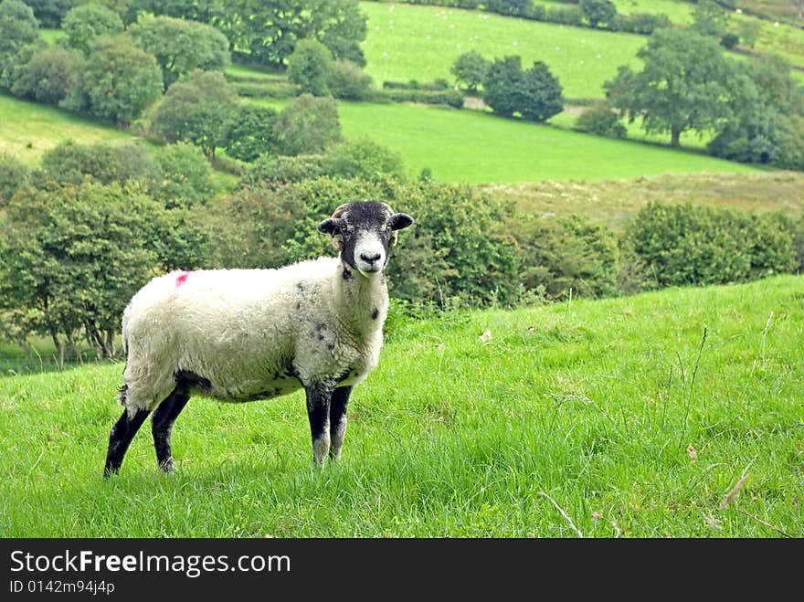 Swaledale Breed of Sheep in Landscape. Swaledale Breed of Sheep in Landscape.