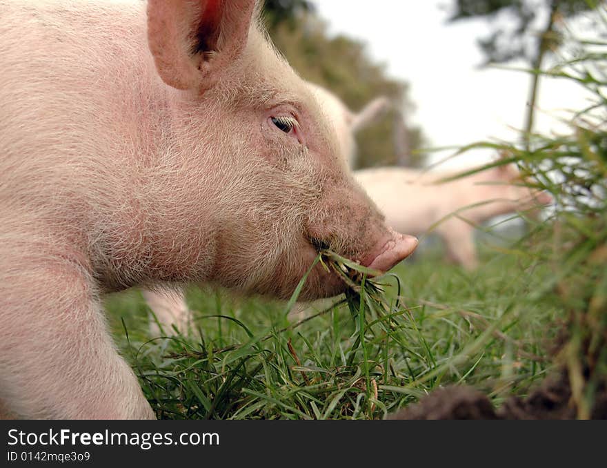 Eating Piglet Close Up