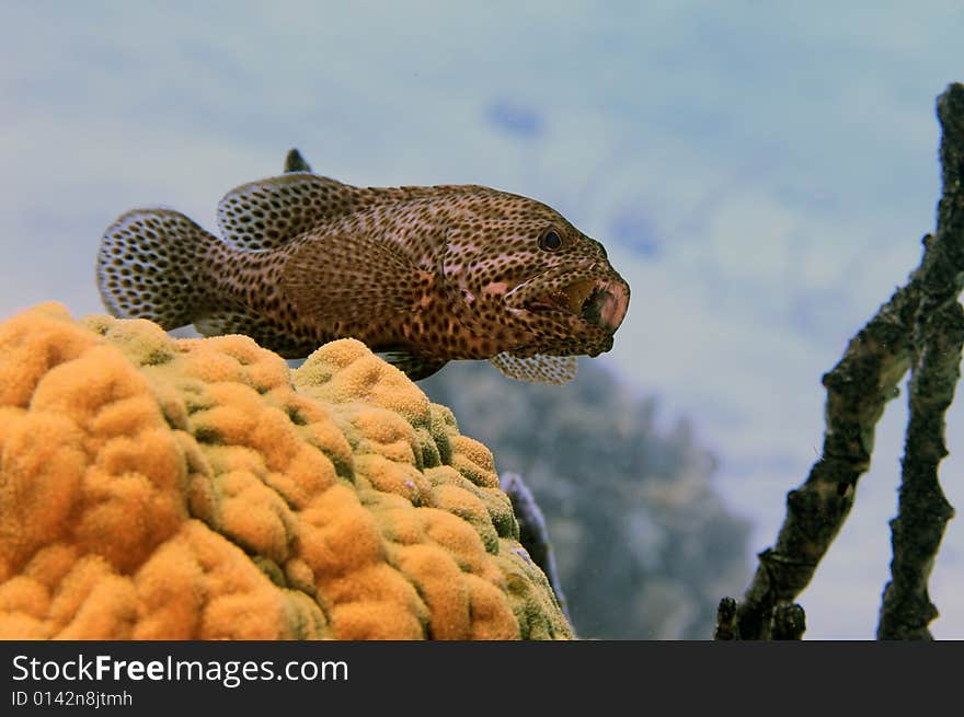 Graysby(cephalopholis cruentata) feeding on coral reef. Graysby(cephalopholis cruentata) feeding on coral reef