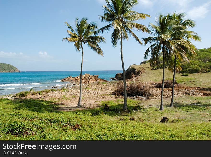 View of the beach with four palm trees on Antigua. View of the beach with four palm trees on Antigua.